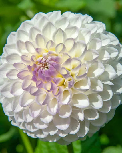 Andrea Lawson dahlia tuber