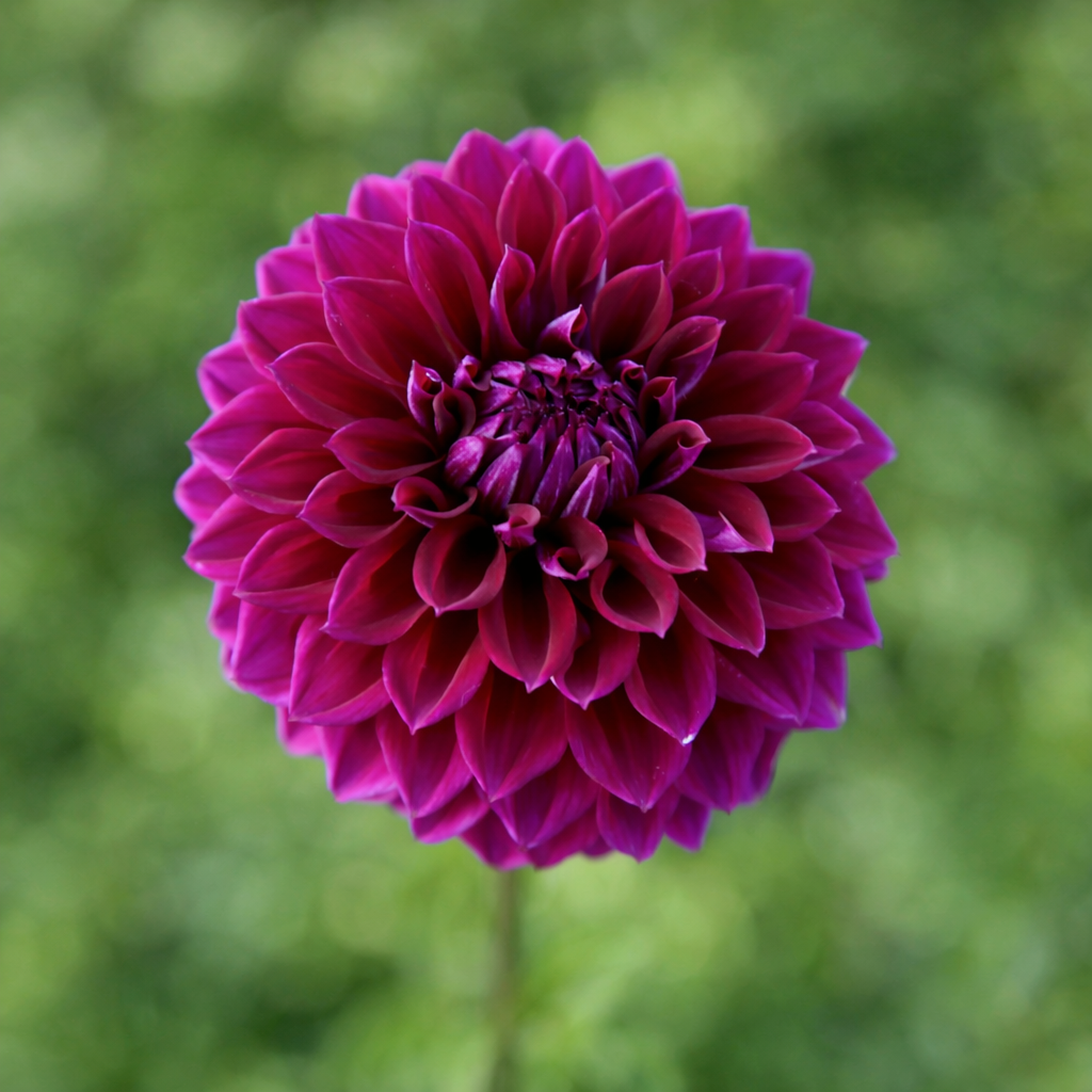 Diva dahlia tuber