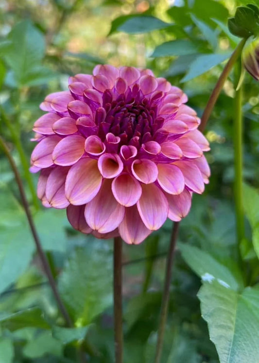 Ferncliff Thunder dahlia tuber