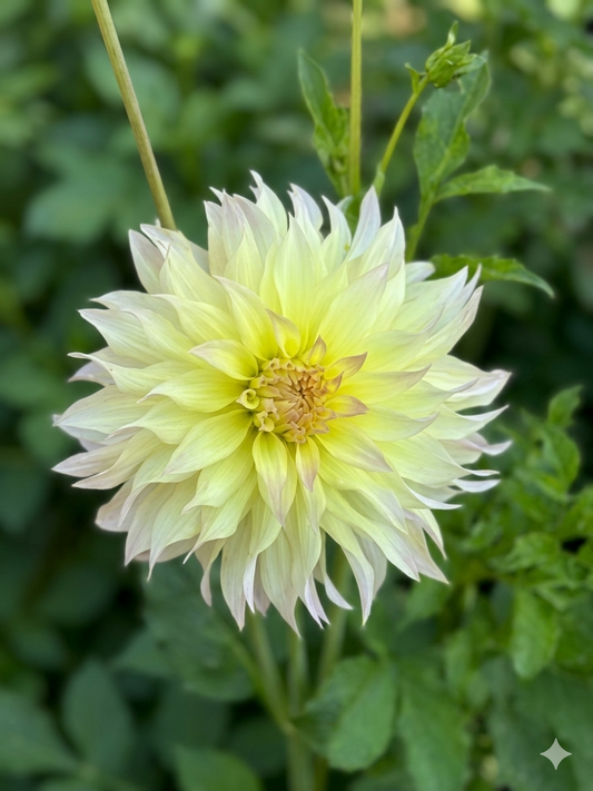 Lakeview Blush dahlia tuber