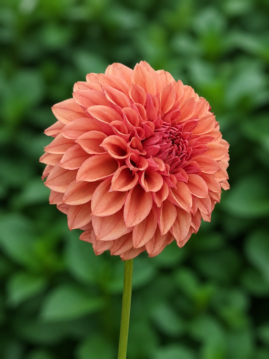 Orange Globe dahlia tuber