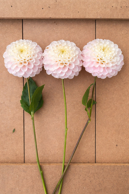 White Wizard dahlia tuber (also known as Light Wizard)