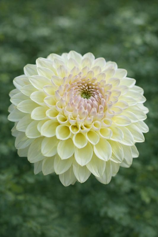 Winholme Diane dahlia tuber